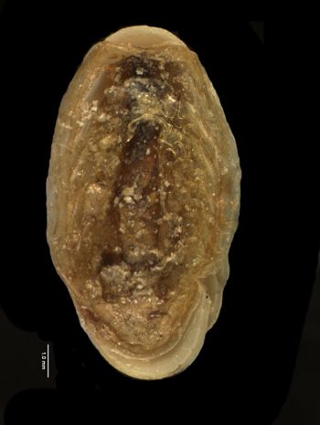 Media type: image; Malacology 155960   Description: ventral view of specimen;